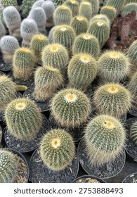 Array of Golden Ball and Silver Barrel Cacti in Greenhouse Display.
A high-angle, vertical shot of various potted cacti in a nursery. The foreground is dominated by Golden Ball Cacti with their signature yellow bristles, while the background shows contrasting silver-white Mammillaria species. All plants are housed in black plastic pots with dark volcanic rock mulch.