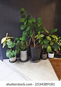 array of green pot plants placed against the wall 
