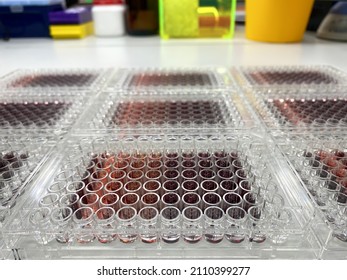 An array of multiwell plates used in high-throughput screening (HTS) in drug design and discovery project by a pharmaceutical company. 
