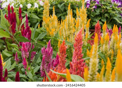 An array of vibrant celosia flowers blooming in a garden - Powered by Shutterstock