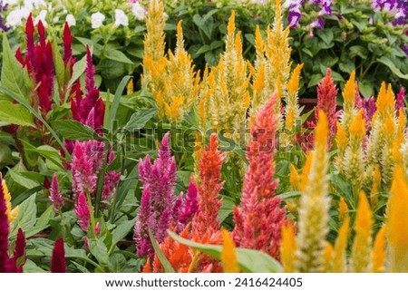 An array of vibrant celosia flowers blooming in a garden