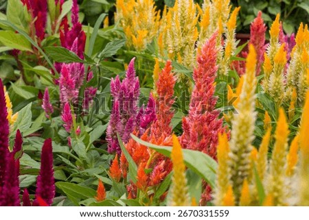 An array of vibrant celosia flowers blooming in a garden
