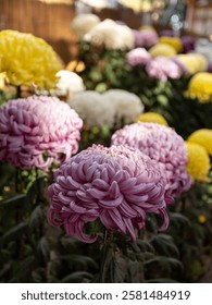 An array of vibrant flowers on display in a garden