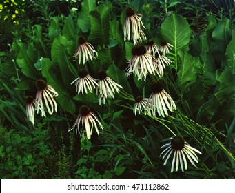 Array of white cone flowers in the wild