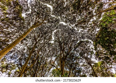 Arrayanes forest, a 10-hectare reserve, a tree with a reddish trunk and thick foliage, the tops form a vault in which you can breathe an atmosphere of peace and tranquility. 