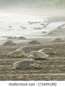An arribada of Olive Ridley turtles.