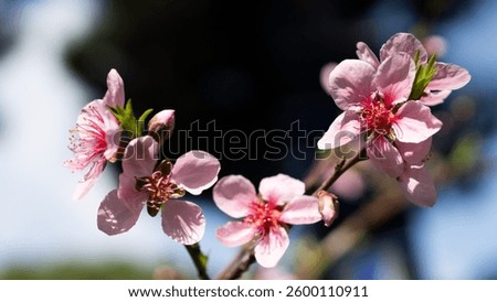 With the arrival of spring, trees begin to bloom