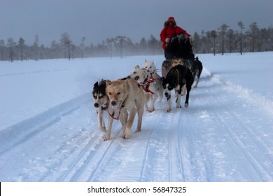 Arriving Husky Sledge