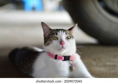 Arrogant Cat With Pink Collar.