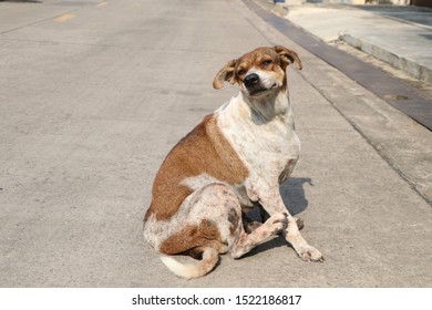 Arrogant Dog,
Standing Poses As A Model.