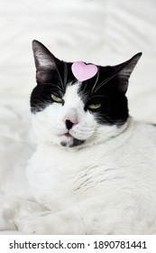 Arrogant Funny Black And White Cat And Pink Heart For Celebtation Design.Happy Valentines Day,mothers Day,women's Day.Veterinary, Internatinal Cat Day