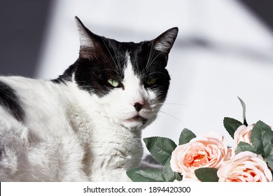 Arrogant Funny Black And White Cat With Pink Flowers For Celebtation Design.Happy Valentines Day,mothers Day,women's Day.Veterinary, Internatinal Cat Day