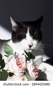 Arrogant Funny Black And White Cat With Pink Flowers For Celebtation Design.Happy Valentines Day,mothers Day,women's Day.Veterinary, Internatinal Cat Day