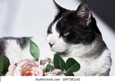 Arrogant Funny Black And White Cat With Pink Flowers For Celebtation Design.Internatinal Cat Day