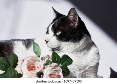 Arrogant Funny Black And White Cat With Pink Flowers For Celebtation Design. Internatinal Cat Day. Selective Focus.