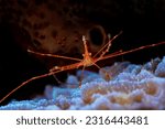 An Arrow Crab finds safety inside of a blue tinged vase sea sponge in the tropical waters of the Belize Barrier Reef.