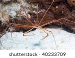 Arrow Crab - Stenorhynchus seticornis
