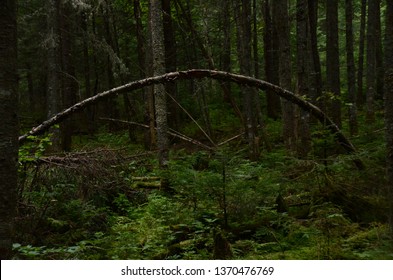 Arrow in a Forest