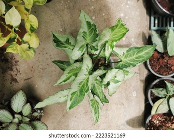 Arrow Head Plant, Syngonium Three Kings (Araceae) Is A Tropical Variegated Plants Decorative Indoor Plant With Intense Green Leaves And With White Shades.Exotic Syngonium Of The Three Kings Variegated