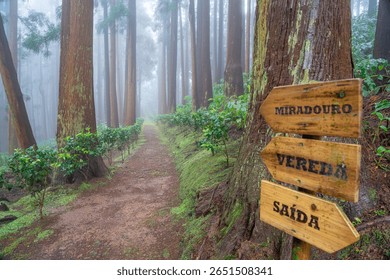 Arrow indicating the path, viewpoint and exit in the Fontinhas forest park with dense vegetation on a foggy day in Santa Maria. Arrow indicating the path, viewpoint and exit in the Fontinhas forest 