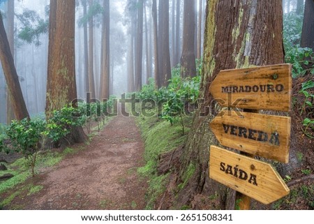 Arrow indicating the path, viewpoint and exit in the Fontinhas forest park with dense vegetation on a foggy day in Santa Maria. Arrow indicating the path, viewpoint and exit in the Fontinhas forest 