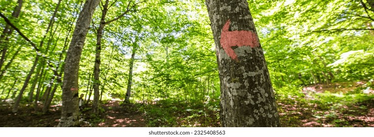 arrow in tree in the summer forest
