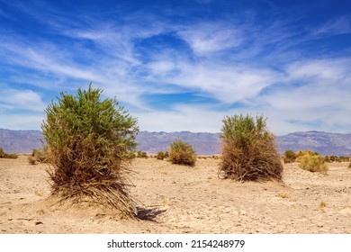 Arrow weed, pluchea sericea, growing in the Devil's Cornfield, Death Valley National Park, California, United States.