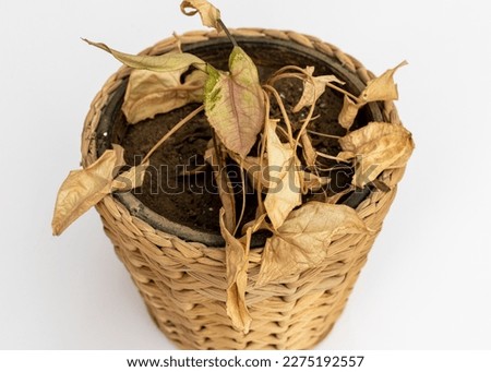 Arrowhead plant plant with dry leaves in a pot on isolated white background