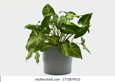 Arrowhead Plant In A Grey Plant Pot 