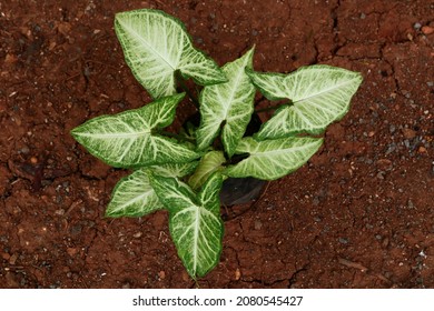 Arrowhead Plant Growing On Pot, Top Down View Angle Shooting