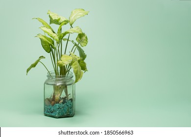 167 Arrowhead ivy Images, Stock Photos & Vectors | Shutterstock