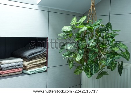 Arrowhead Plant, Syngonium Podophyllum, hanging plants in the bathroom. Modern home interior.