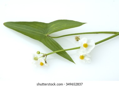 Arrowhead; Sagittaria; Sagittifolia;