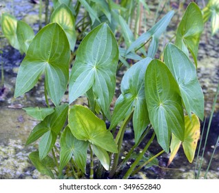 Arrowhead; Sagittaria; Sagittifolia;