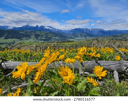 Arrowleaf Balsamroot at the base of the Central Cascade Mountains in Washington State