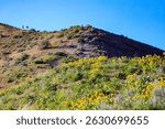 Arrowleaf Balsamroot in the Boise foothills, Idaho 