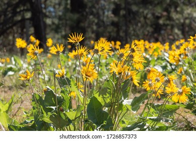 Arrowleaf Balsamroot Plants Flowering In Pine Forest Clearing In The Okanagan Valley