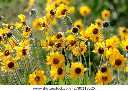 Arrowleaf Balsamroot sways in the wind in the Cascade foothills