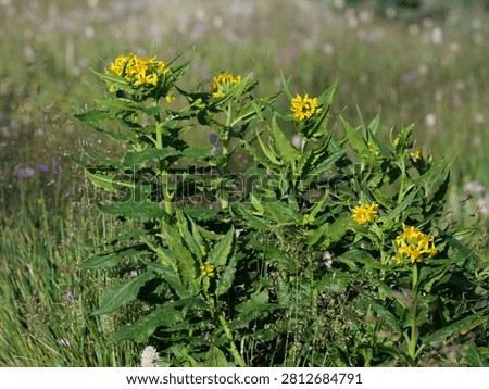 Arrowleaf Ragwort (Senecio triangularis) blooming along Jean Lunning Trail in Indian Peaks Wilderness, Colorado Rocky Mountains