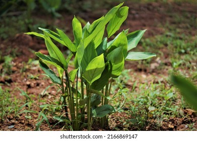 Arrowroot Plant Cultivating For Medicinal Purpose