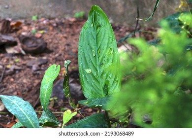  Arrowroot Plant In The Garden                 