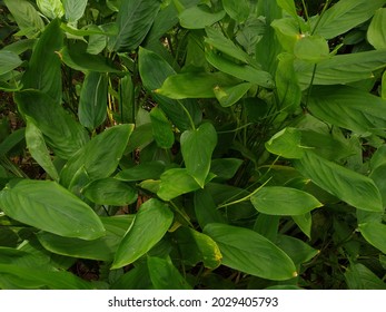 Arrowroot Plant Growing In A Garden, Green Background