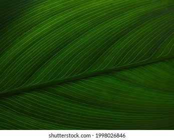 Arrowroot Plant Leaf Pattern, Green Background