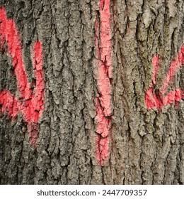 arrows and signs of orange paint on tree bark - Powered by Shutterstock