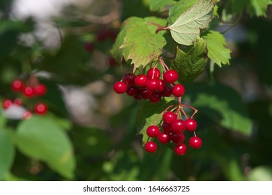 Arrowwood Bush And Red Berry In Autumn