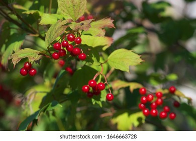 Arrowwood Bush And Red Berry In Autumn