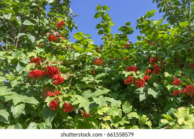 Arrowwood, Guelder-rose, Viburnum Berries