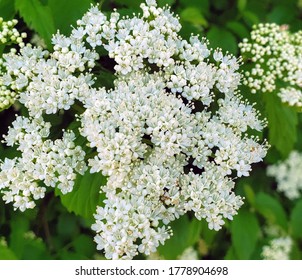 Arrowwood Viburnum Flowers By The Trail