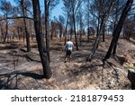 Arson, a young man walking through a forest burned in a forest fire, climate change, drought summer