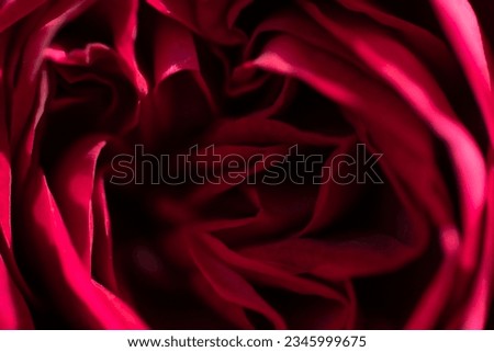 art abstract background of stunning deep red-purple rose . extreme  macro
